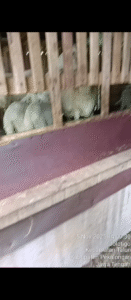 Screenshot 20251106 083848