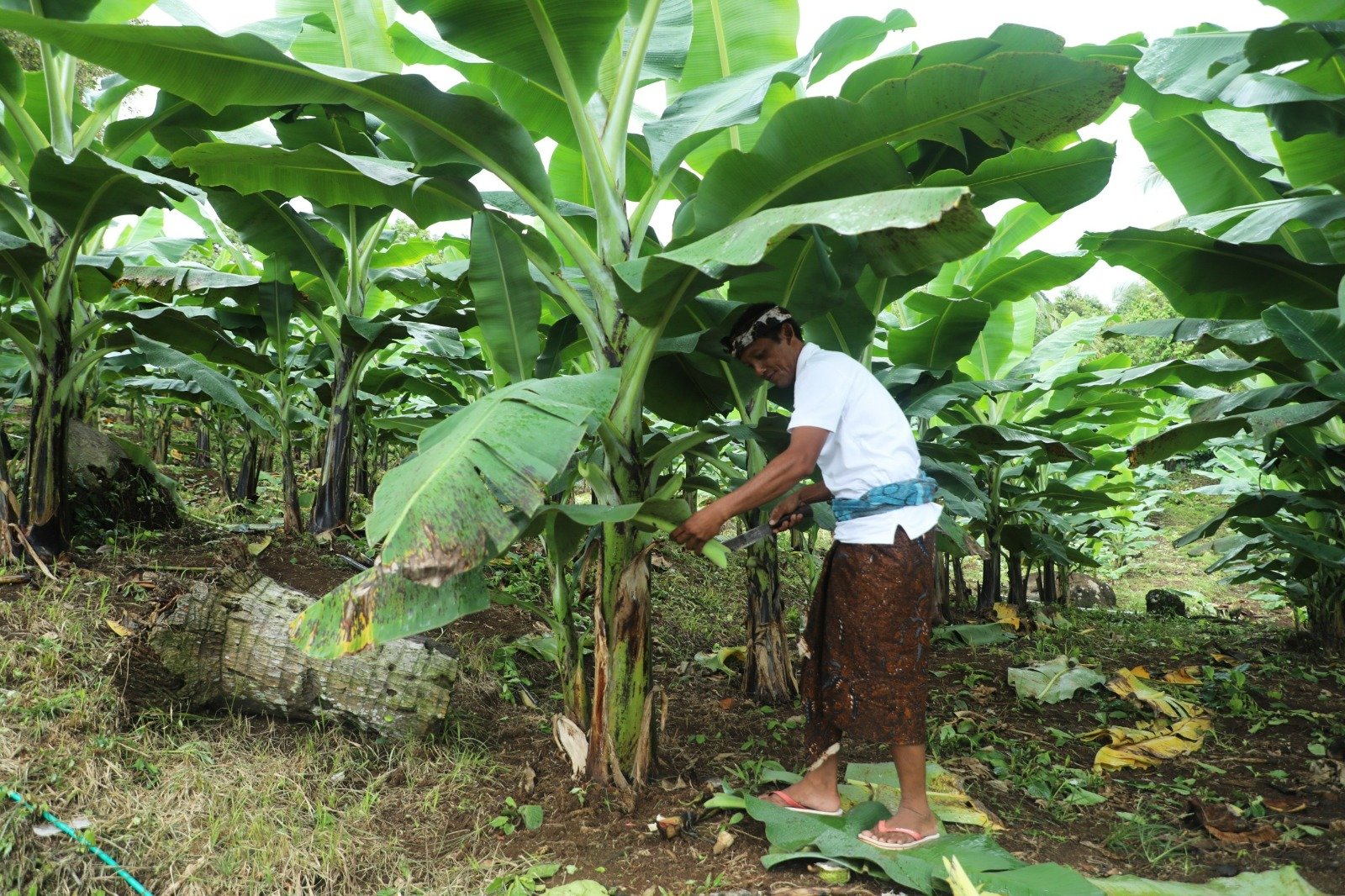 Berdaya dengan Akses Reforma Agraria, Desa Asahduren Lebih Produktif dengan Pisang Cavendish 1 IMG 20260109 WA0050